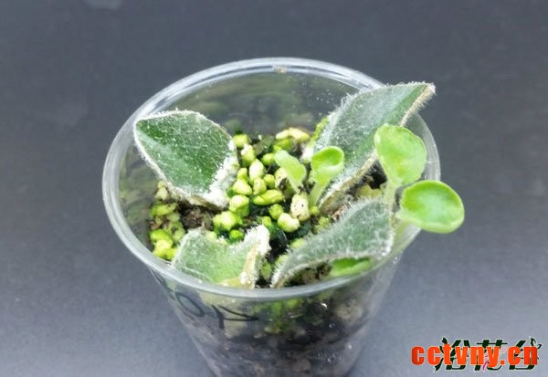 非洲堇扦插&mdash;&mdash;叶脉扦插