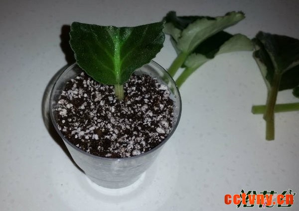 非洲堇扦插&mdash;&mdash;叶脉扦插