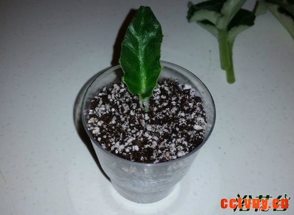 非洲堇扦插&mdash;&mdash;叶脉扦插