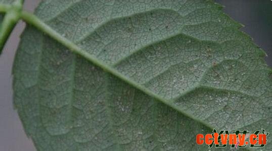 月季红蜘蛛(防治心得篇)