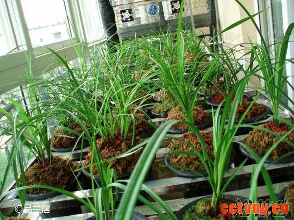 阳台养兰花的那些事