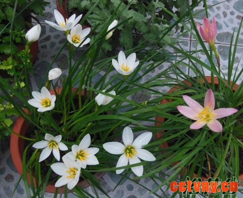 花韭 风雨兰的区别