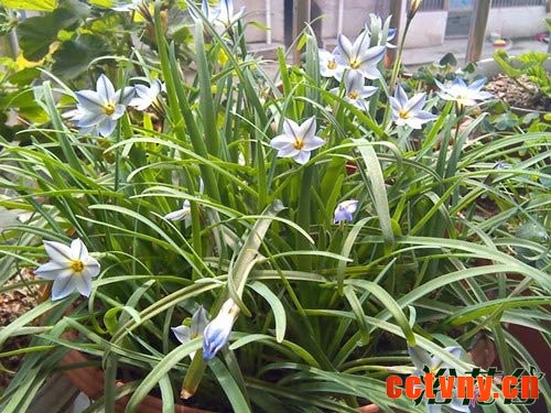 花韭 风雨兰的区别
