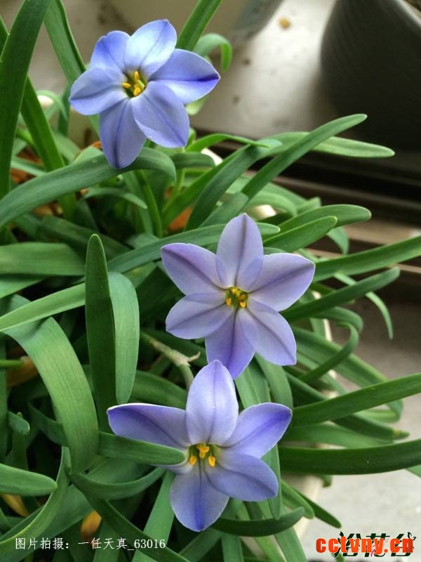 蓝花韭种植(心得版）