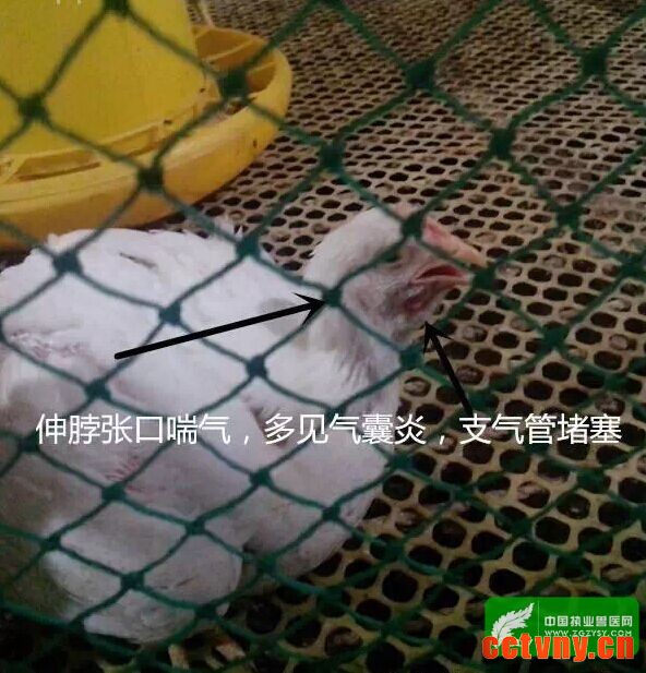 点击打开原图 \