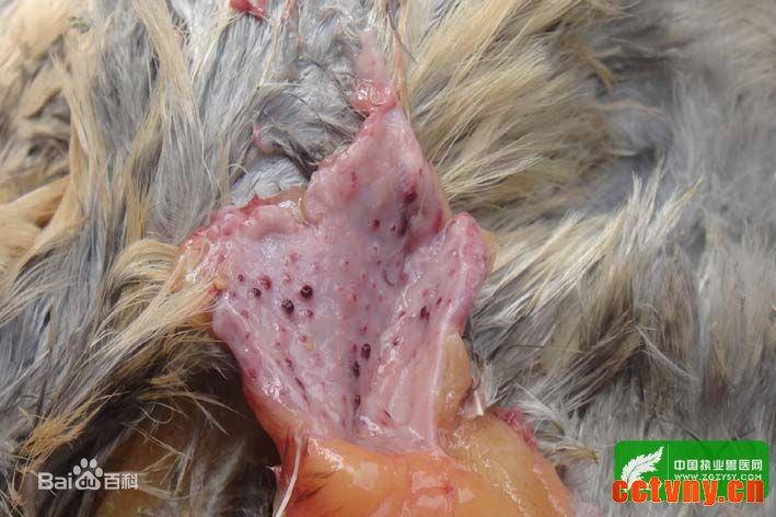 腺胃乳头顶部出血