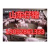 15092861333供应三元仔猪苗猪价格