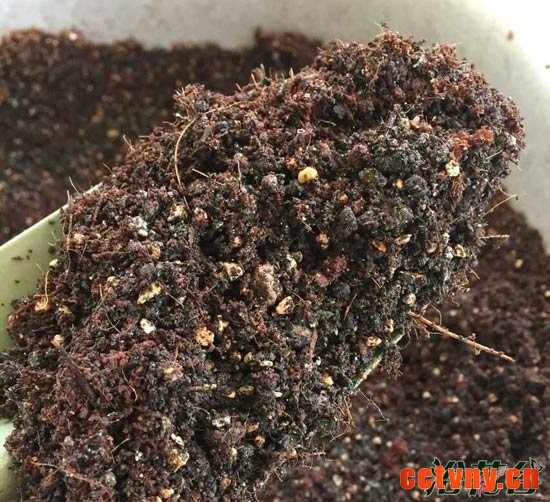 白熊多肉繁殖之用土