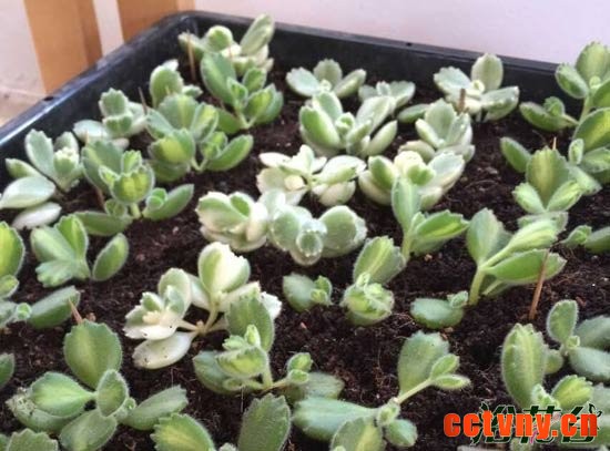 白熊多肉繁殖之用土