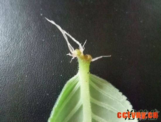 大岩桐扦插&mdash;&mdash;叶片扦插