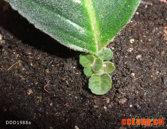 大岩桐扦插&mdash;&mdash;叶片扦插