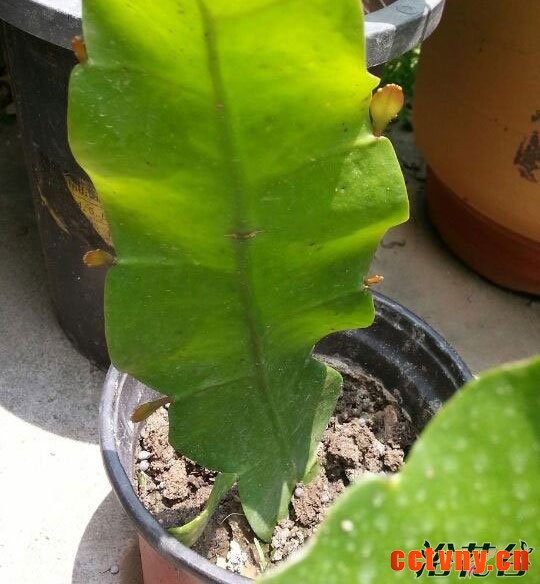 昙花叶子弄下来可以栽吗