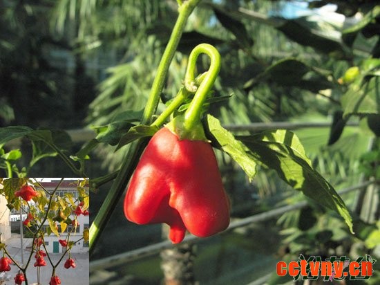 风铃辣椒能吃吗