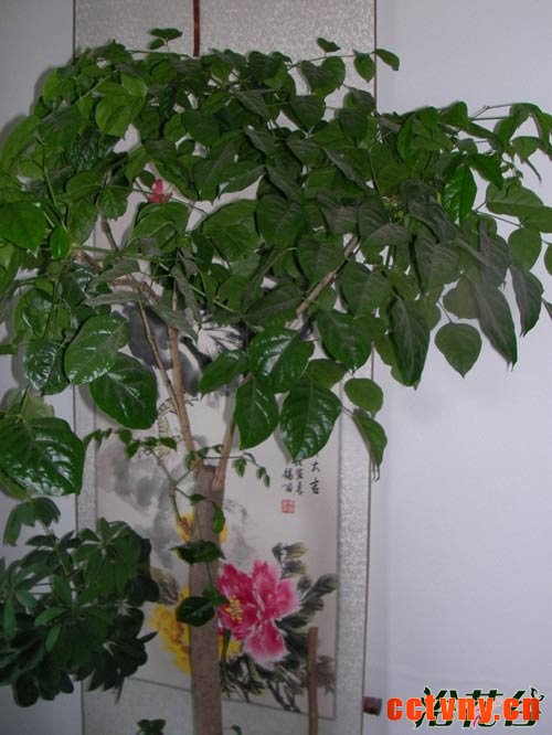 幸福树是否具有吸附灰尘的作用