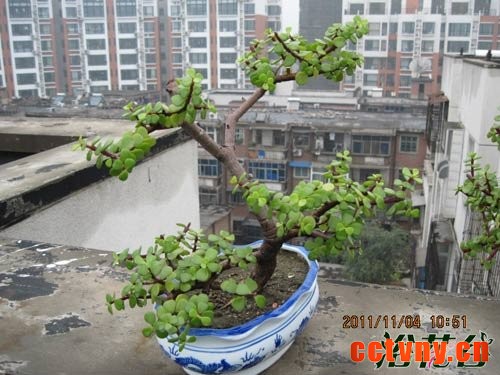 金枝玉叶植物造型(多图)