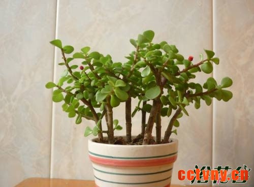 金枝玉叶植物造型(多图)