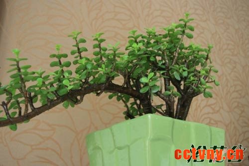 金枝玉叶植物造型(多图)