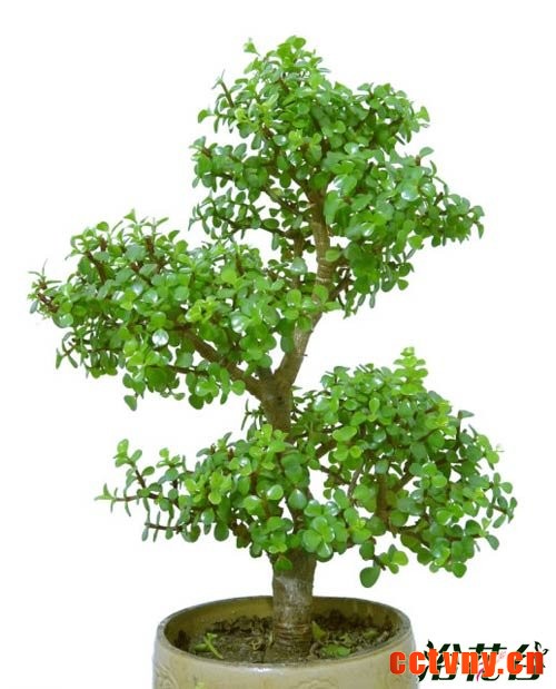 金枝玉叶植物造型(多图)