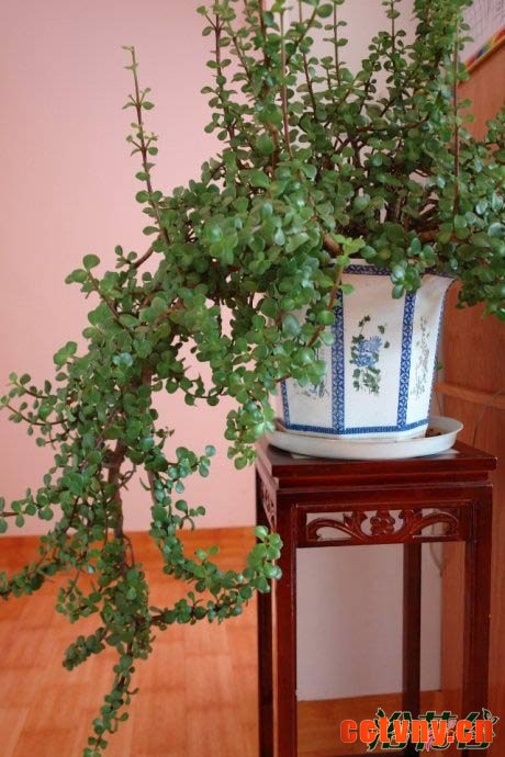 金枝玉叶植物造型(多图)