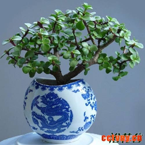 金枝玉叶植物造型(多图)
