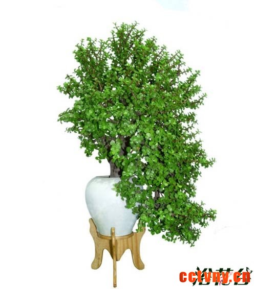 金枝玉叶植物造型(多图)