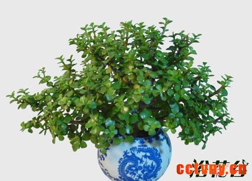 金枝玉叶植物造型(多图)