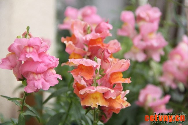 金鱼草花期