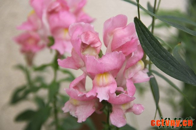 金鱼草花期