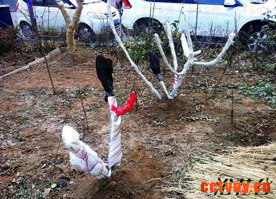 花草如何过冬