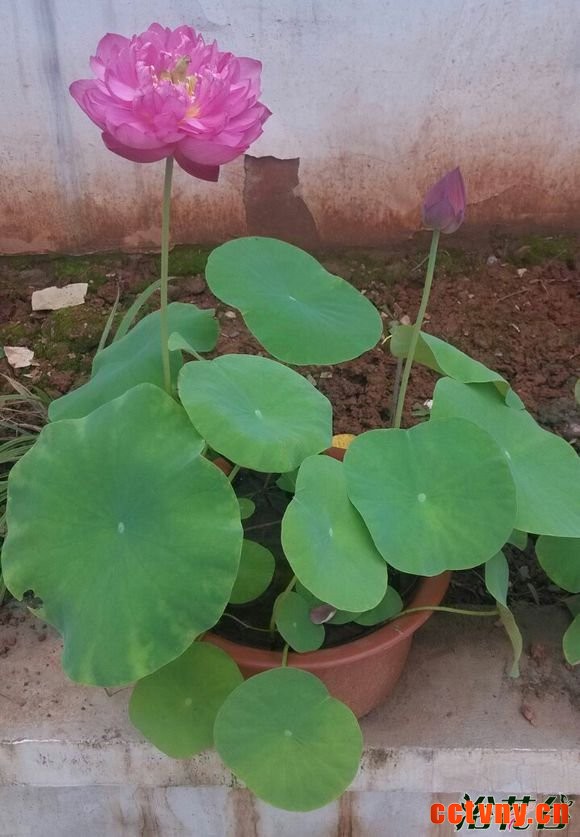 碗莲什么时候种植