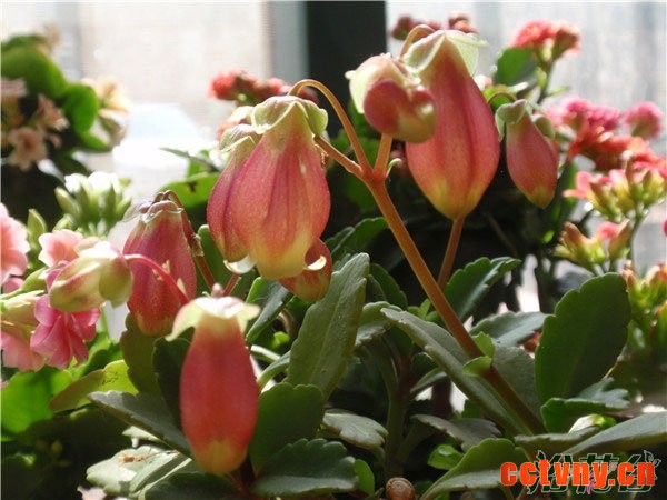 宫灯长寿花夏天怎么养