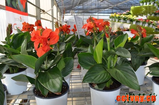 盆栽美人蕉的方法