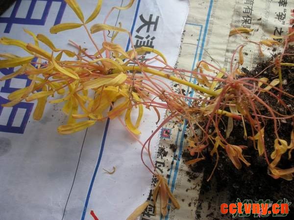 酢浆草收球保存方法（图解）