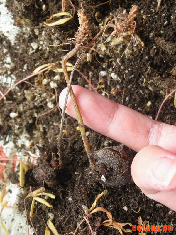 酢浆草收球保存方法（图解）