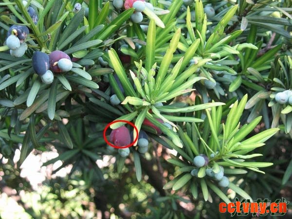 罗汉松果子能吃吗