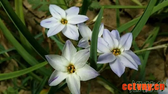 风雨兰和花韭的区别(图)