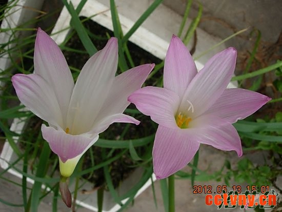 风雨兰和花韭的区别(图)