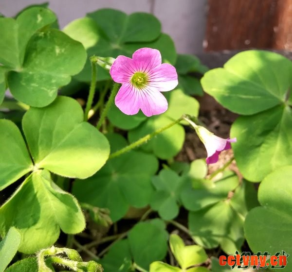 红花酢浆草花期有多长