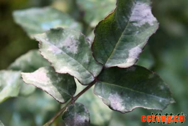 月季的养殖方法和注意事项