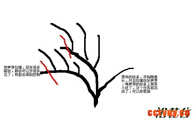 月季的养殖方法和注意事项