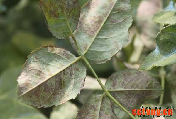 月季的养殖方法和注意事项