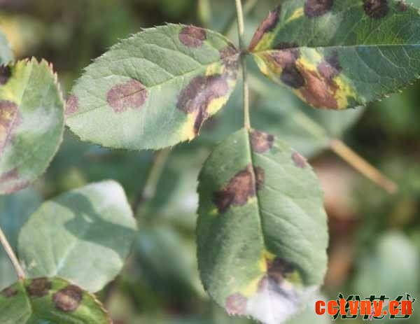 月季的养殖方法和注意事项