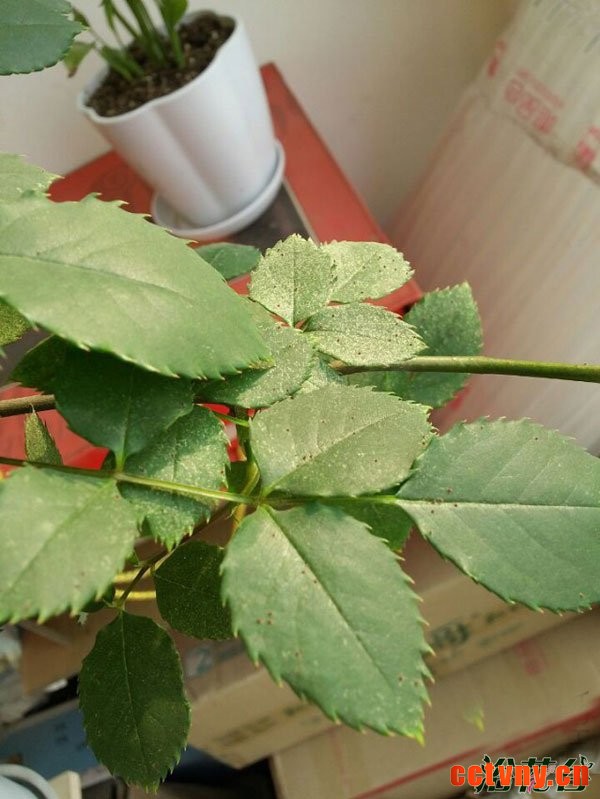 月季红蜘蛛症状(图)