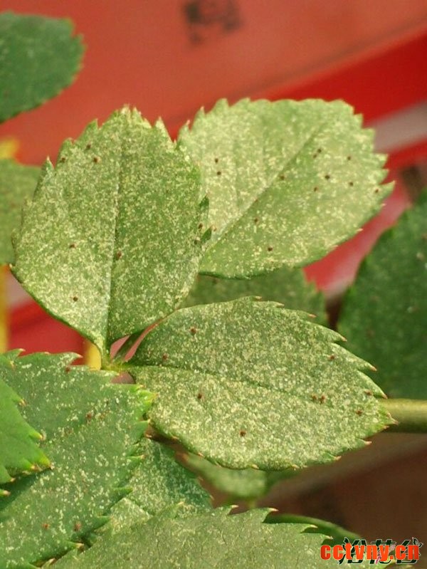 月季红蜘蛛症状(图)