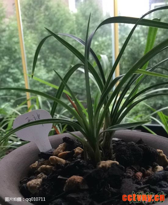 兰花夏季养护管理要点(经验版)