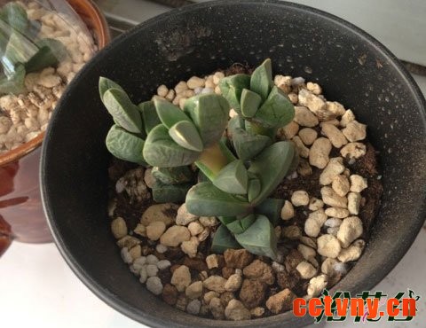 鹿角海棠皱了