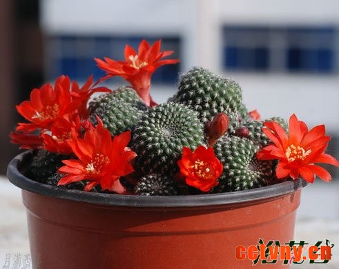 仙人球子孙球开花时间