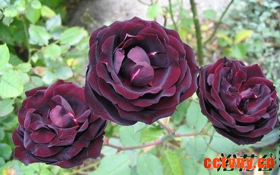 路易十四玫瑰种子靠谱么？