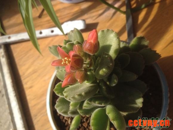 熊童子开花会死吗