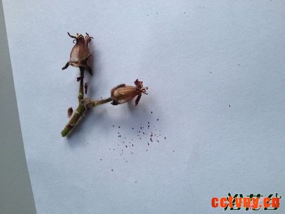 熊童子开花会死吗